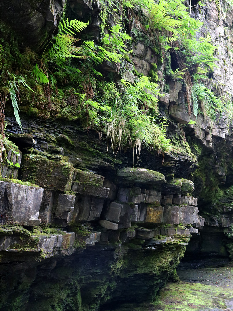 Ferns on a cliff