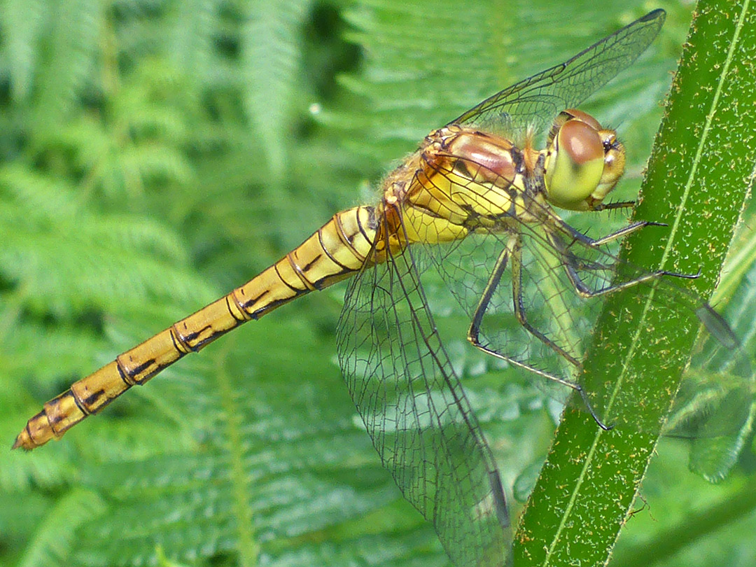 Common darter