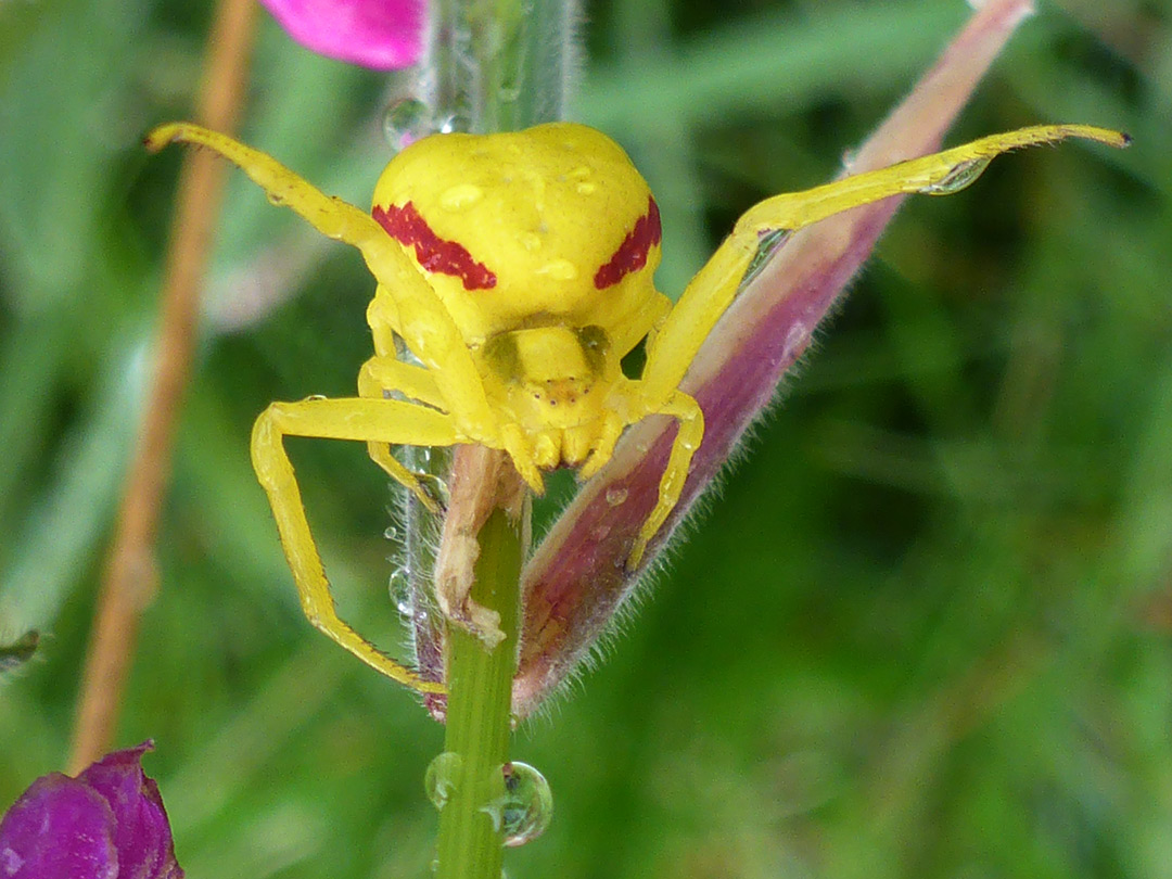 Crab spider