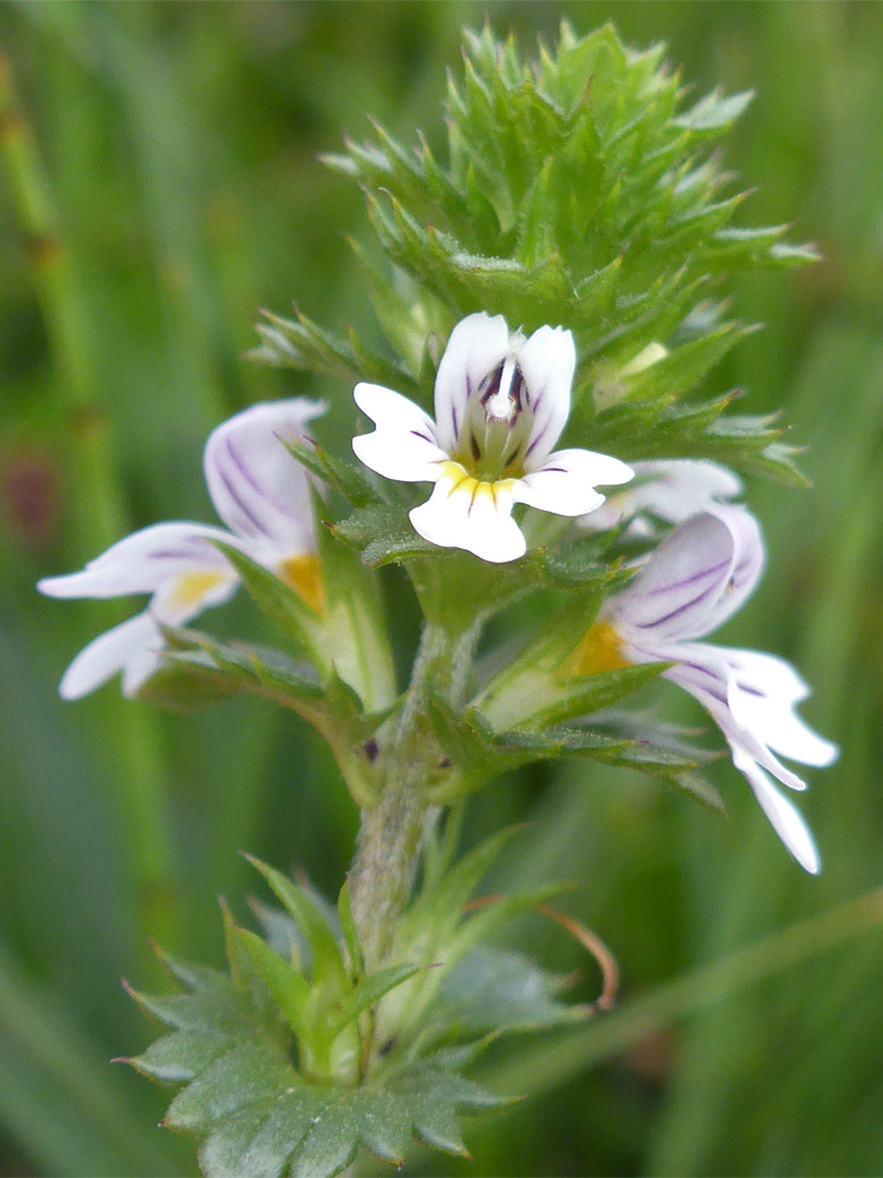 Eyebright