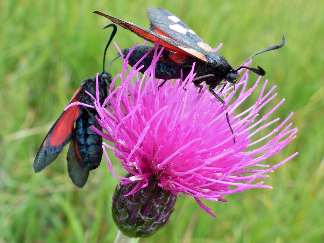 Moths on knapweed