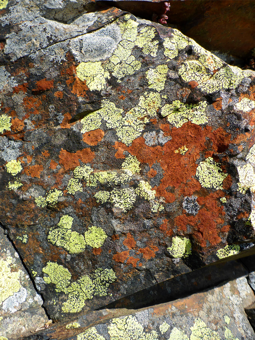 Lichen