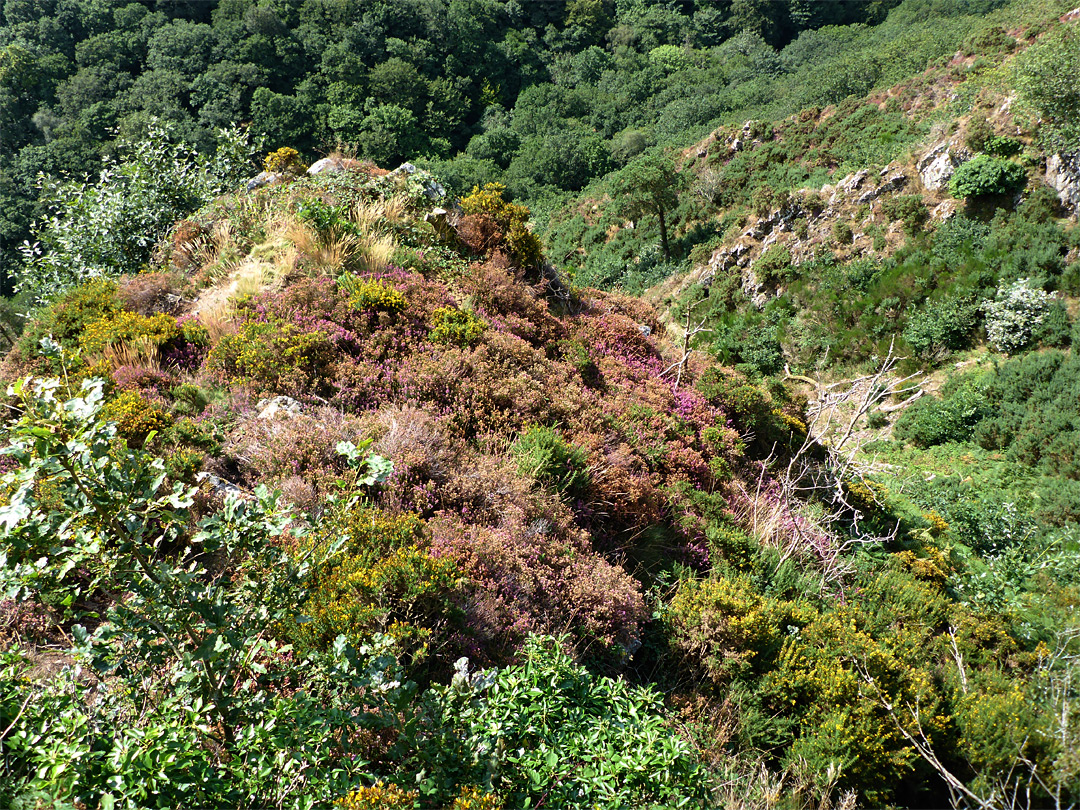 Varied plants