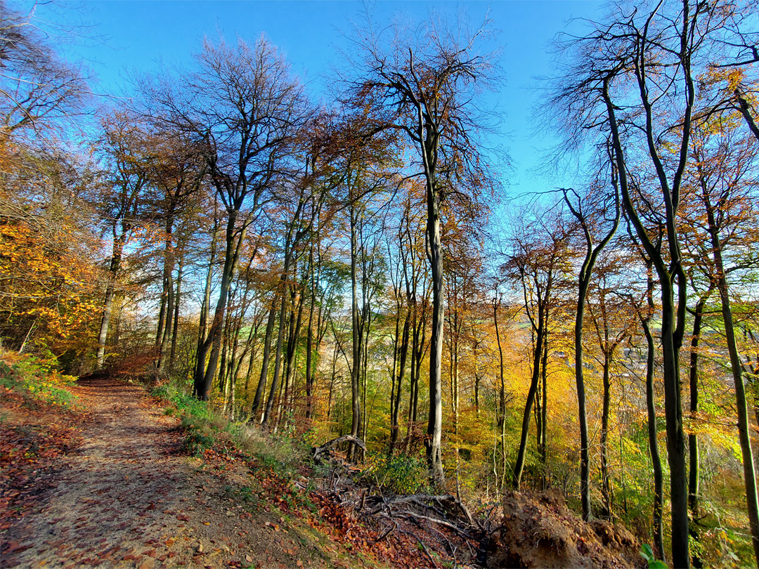 Path through beech