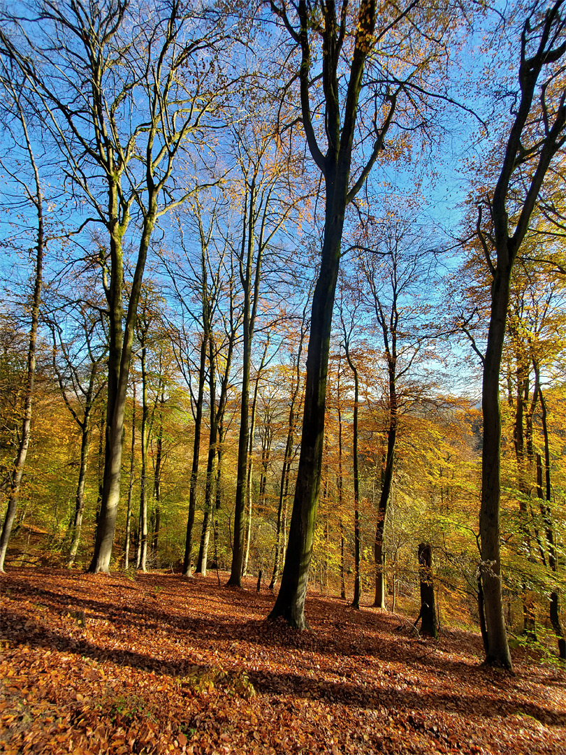 Sheep Path Wood