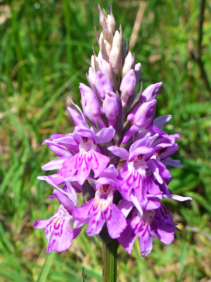 Common spotted orchid