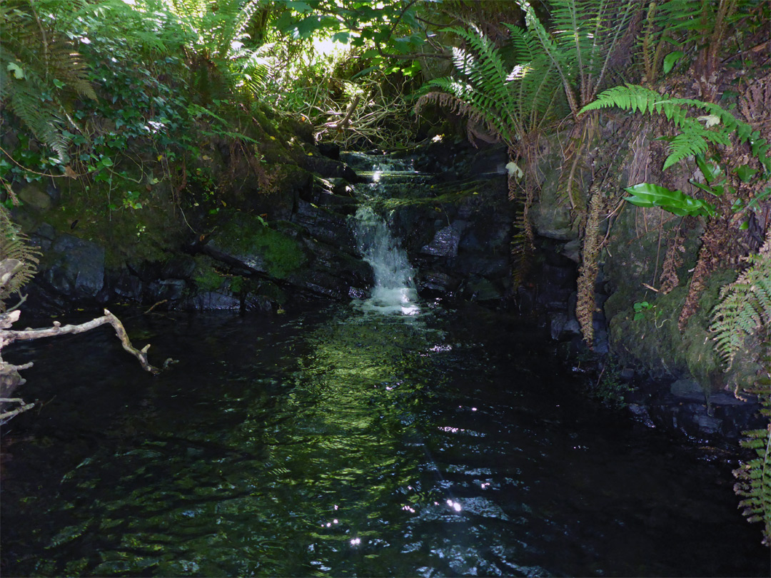 Fern-lined pool