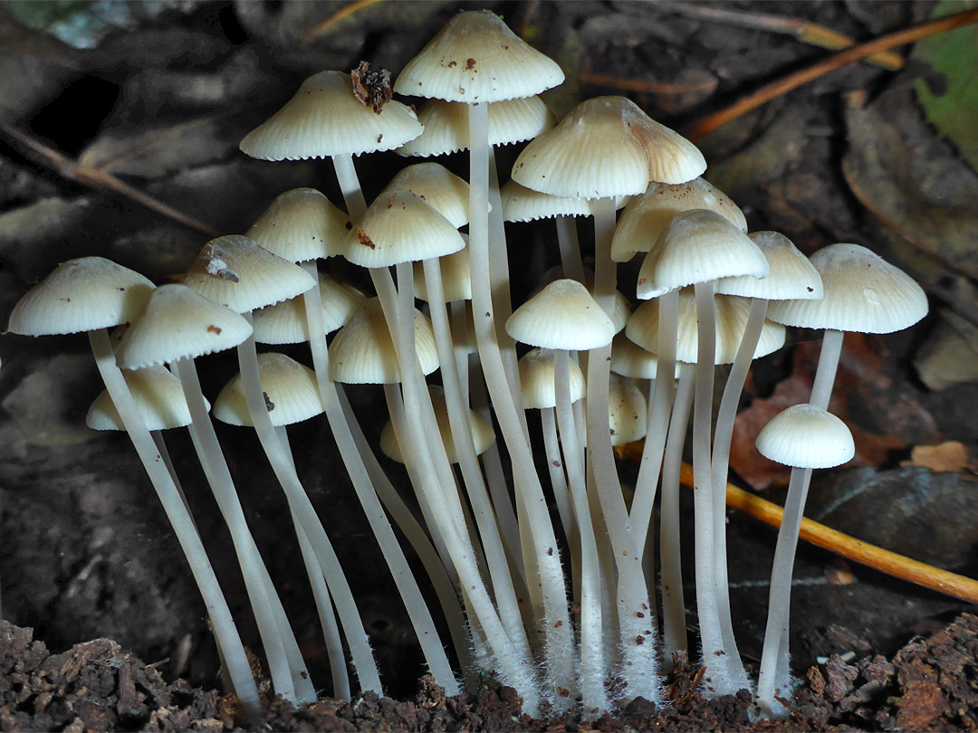 Clustered bonnet