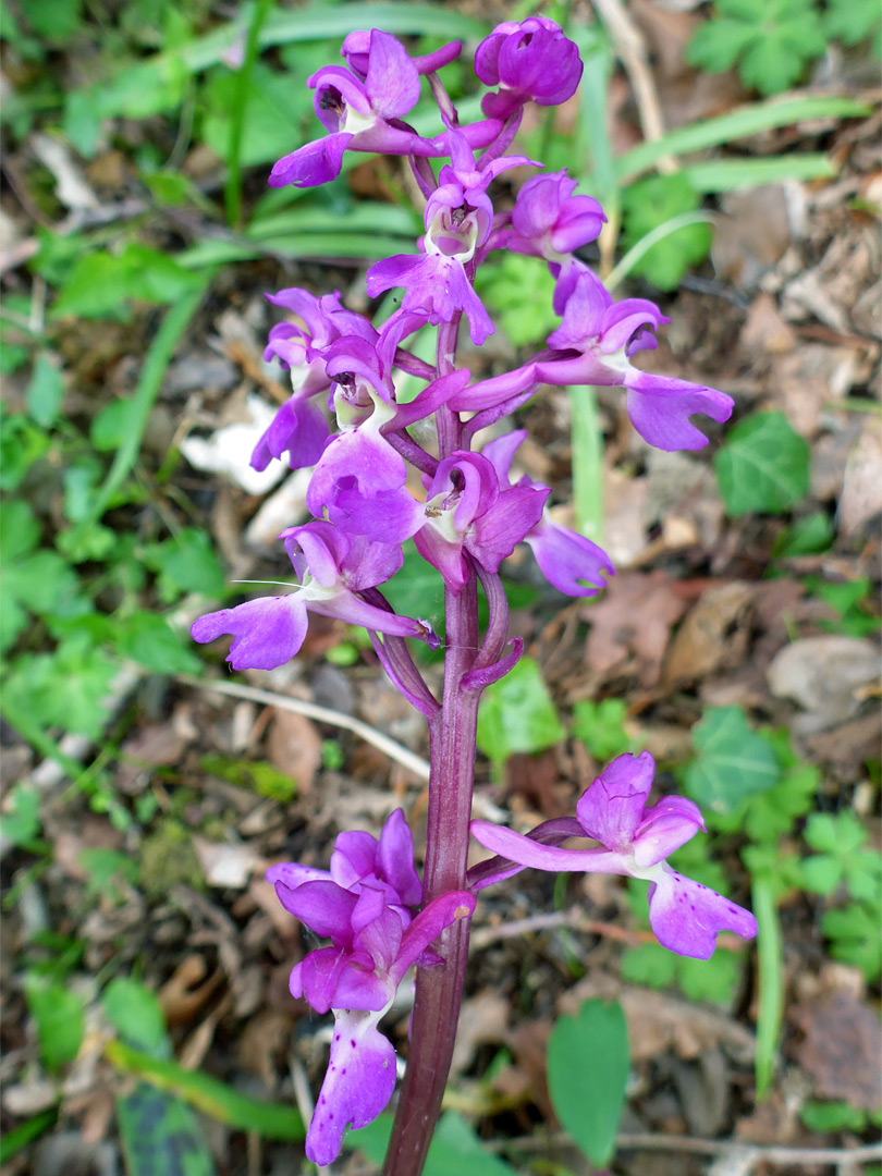 Early purple orchid