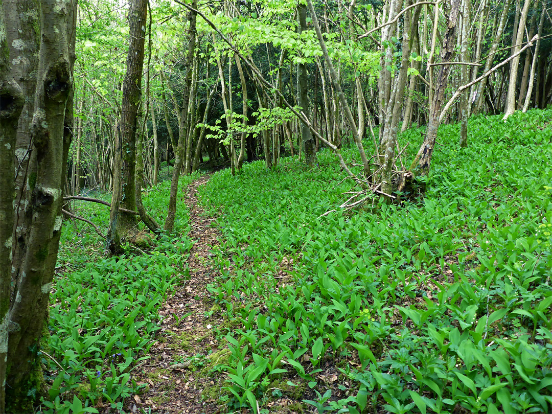 Path through lilies