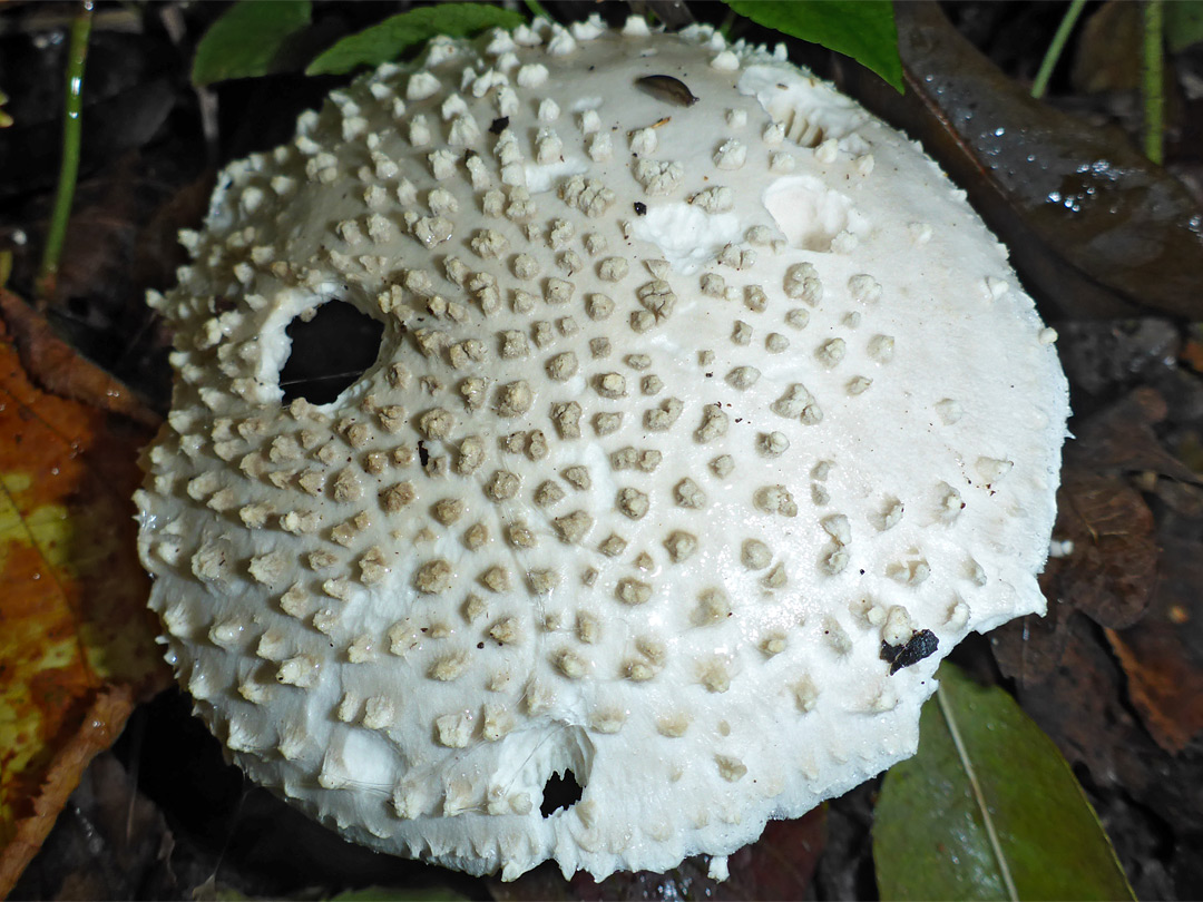 Solitary amanita