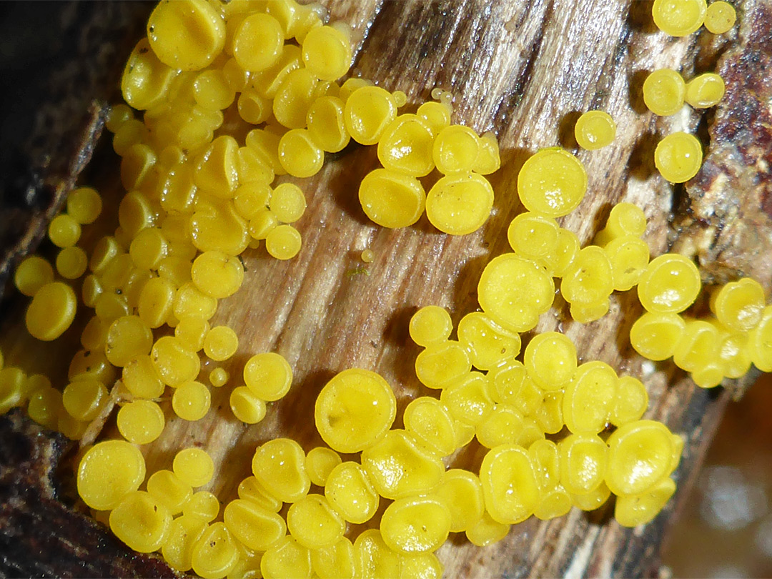 Yellow fairy cups