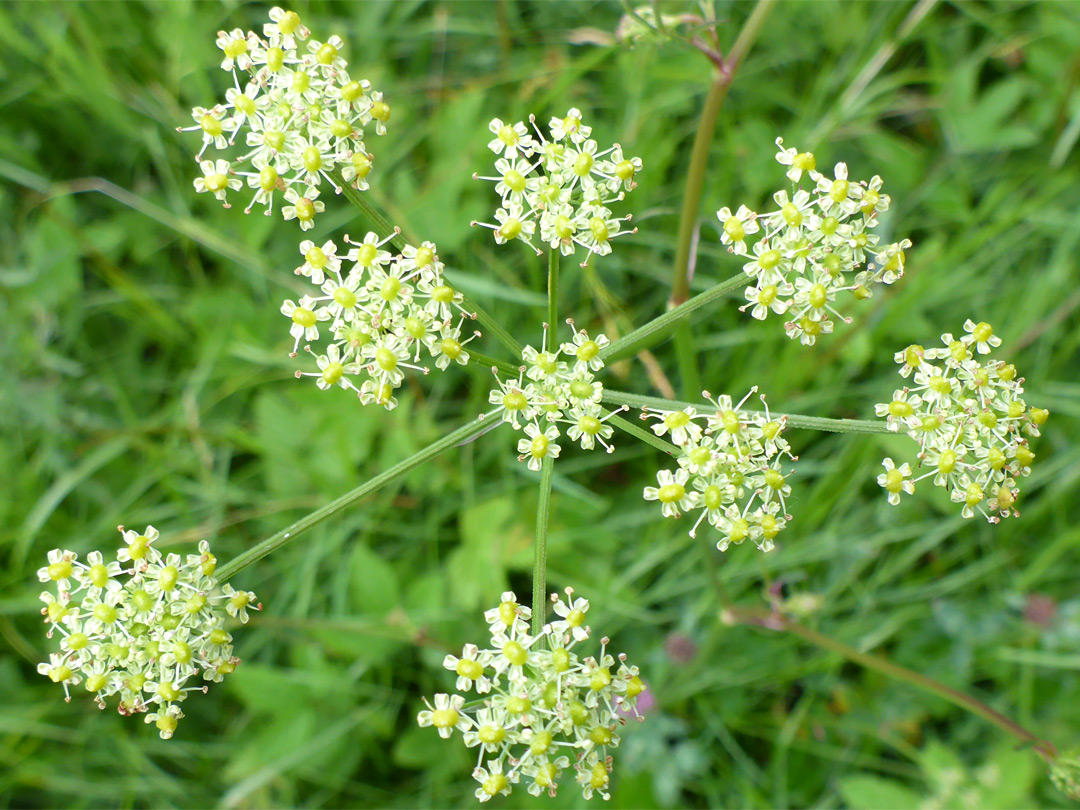 Yellowish-white flowers