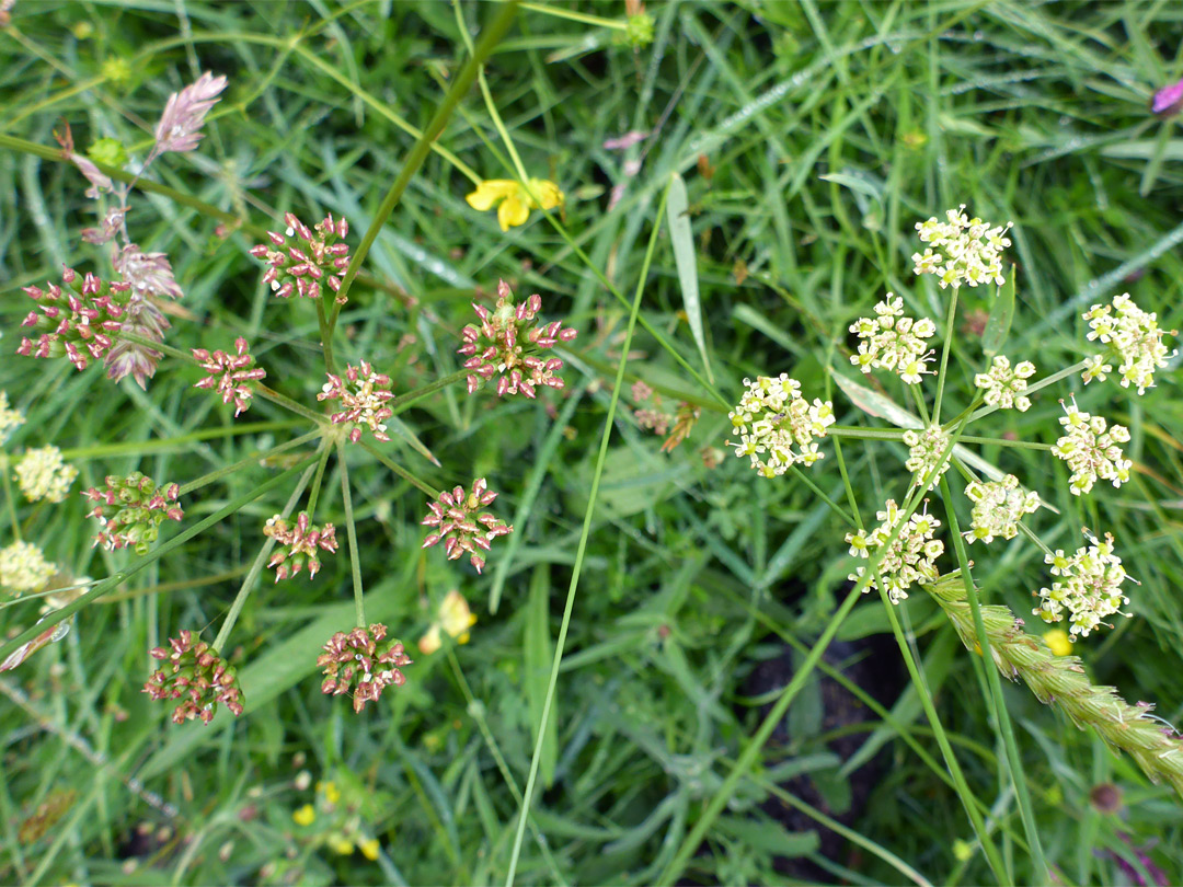 Pepper saxifrage