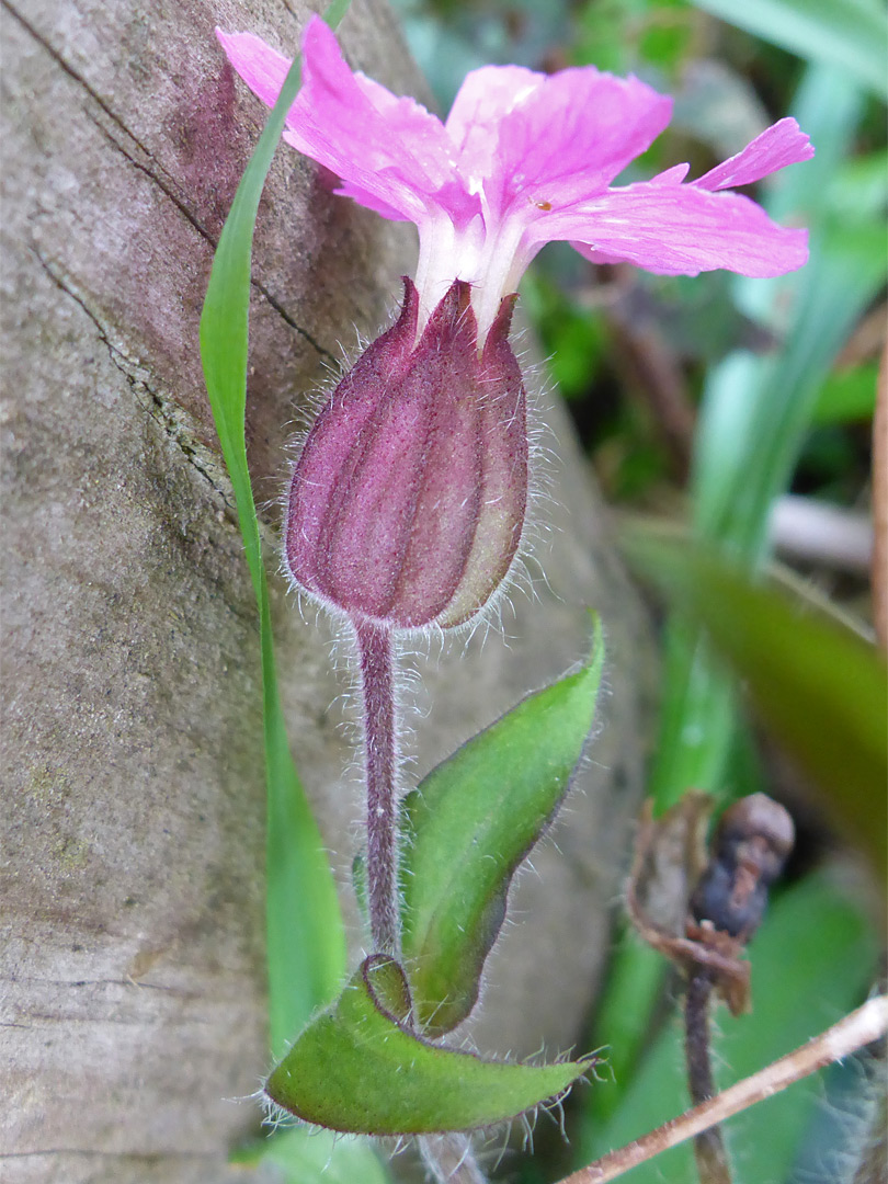 Hairy stem and calyx