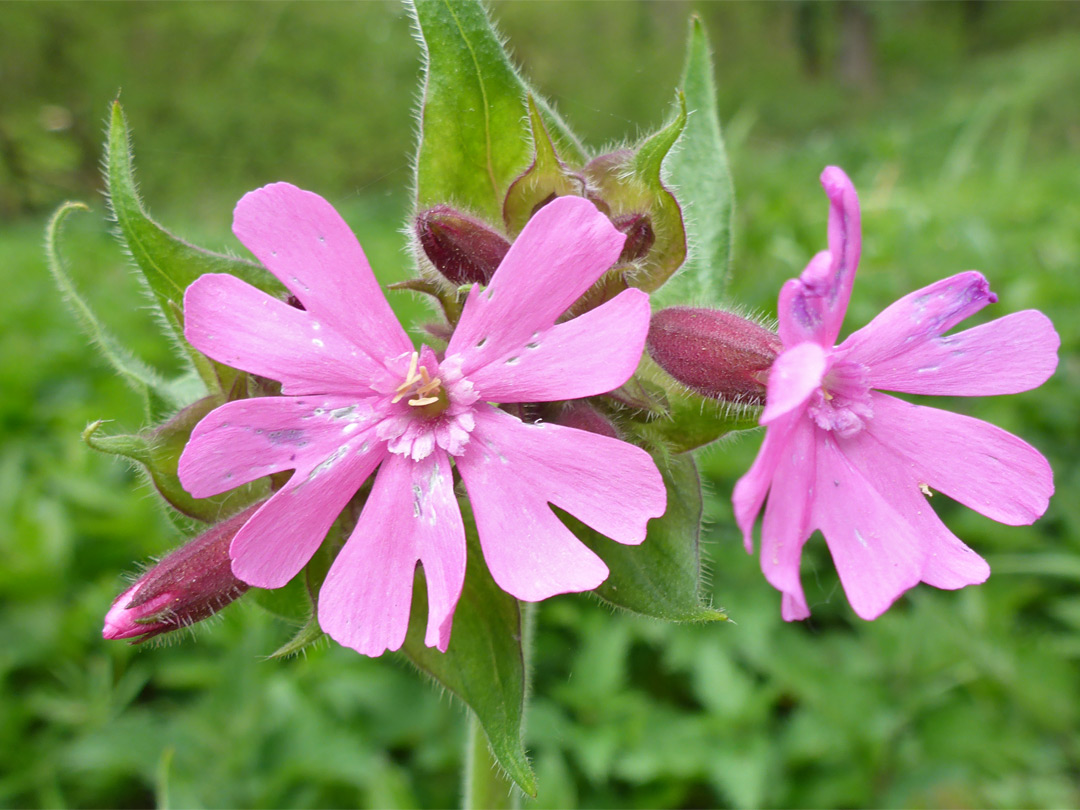 Red campion