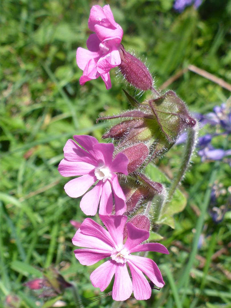 Divided pink petals