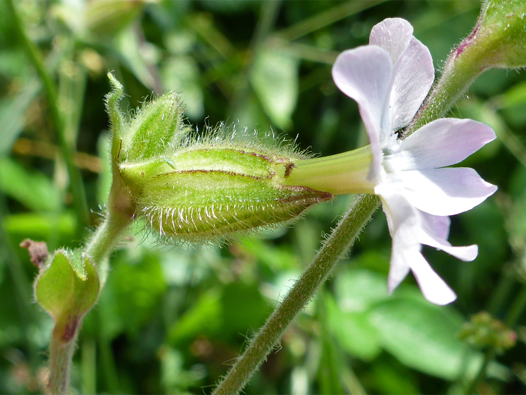 White campion