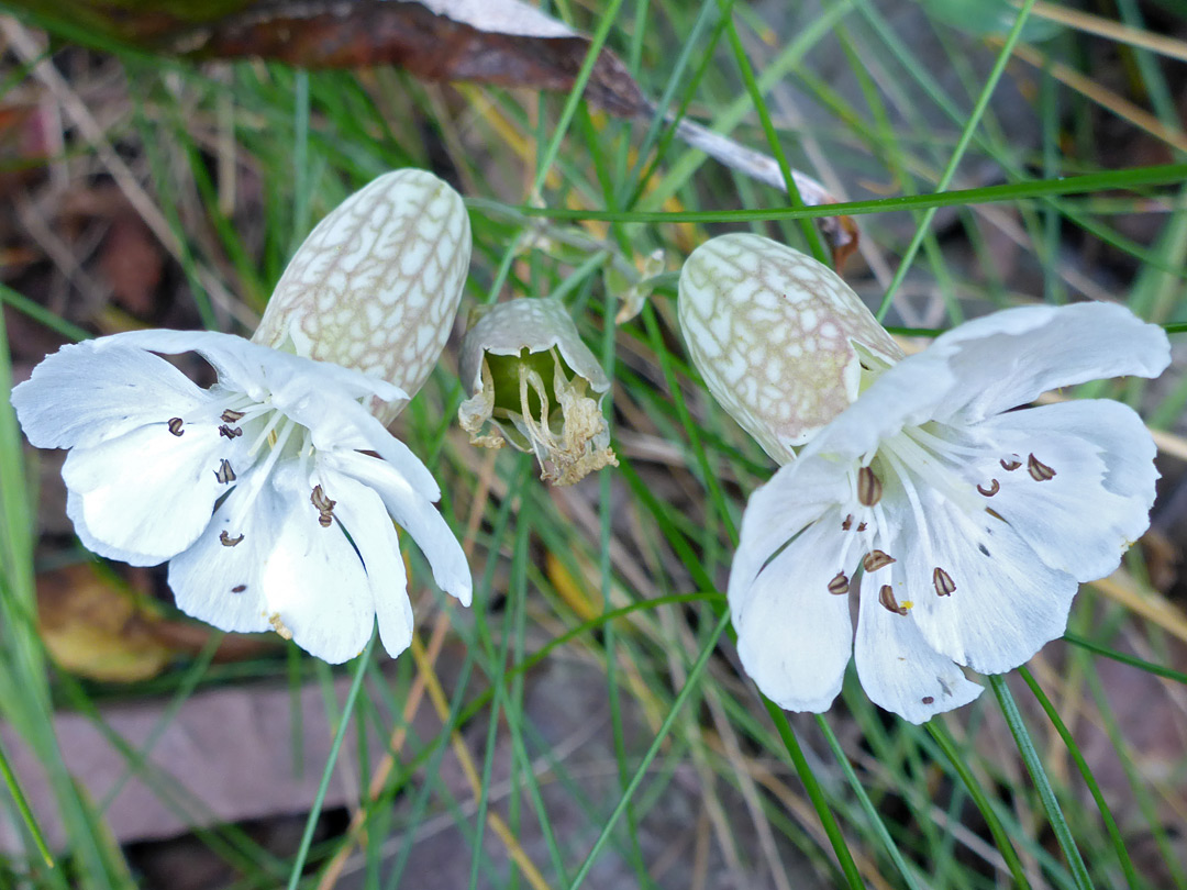 Sea campion