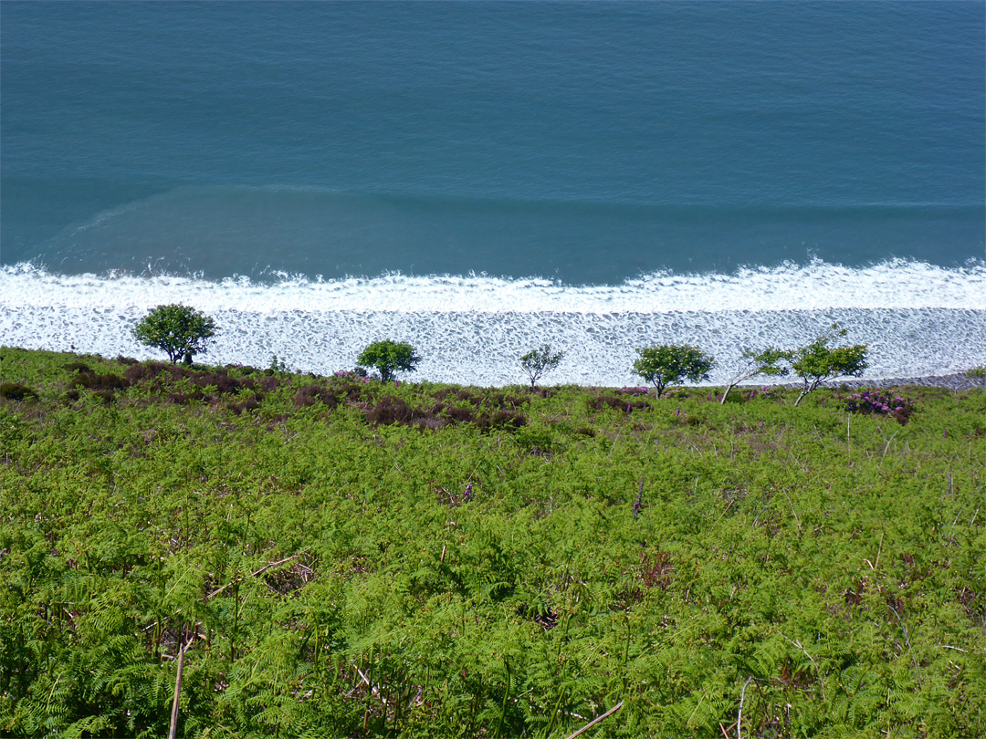 Bushes and waves