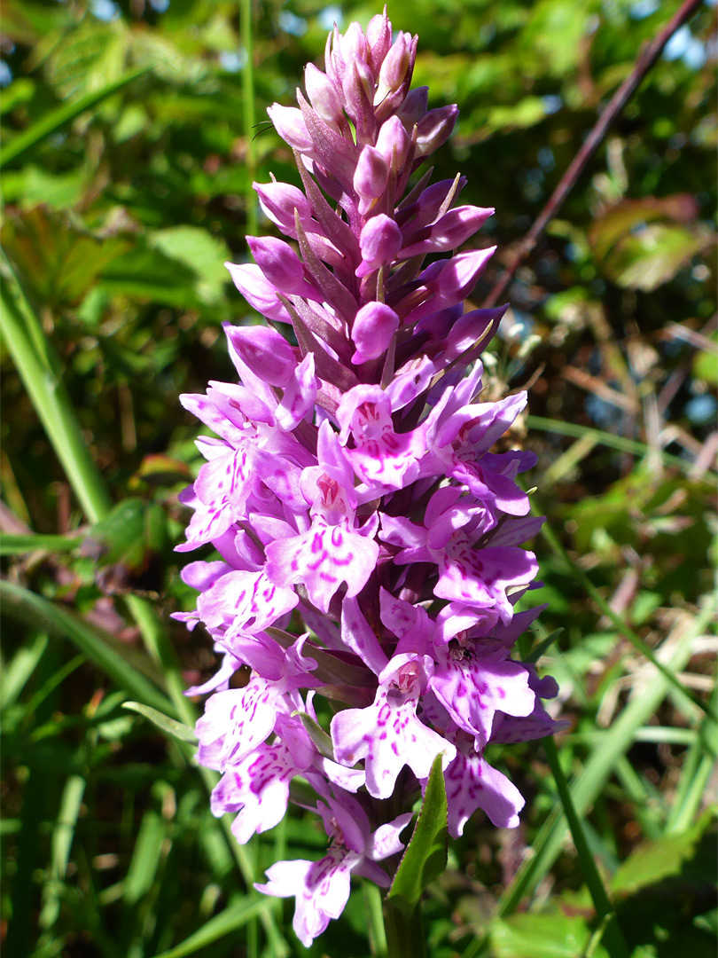 Common spotted orchid