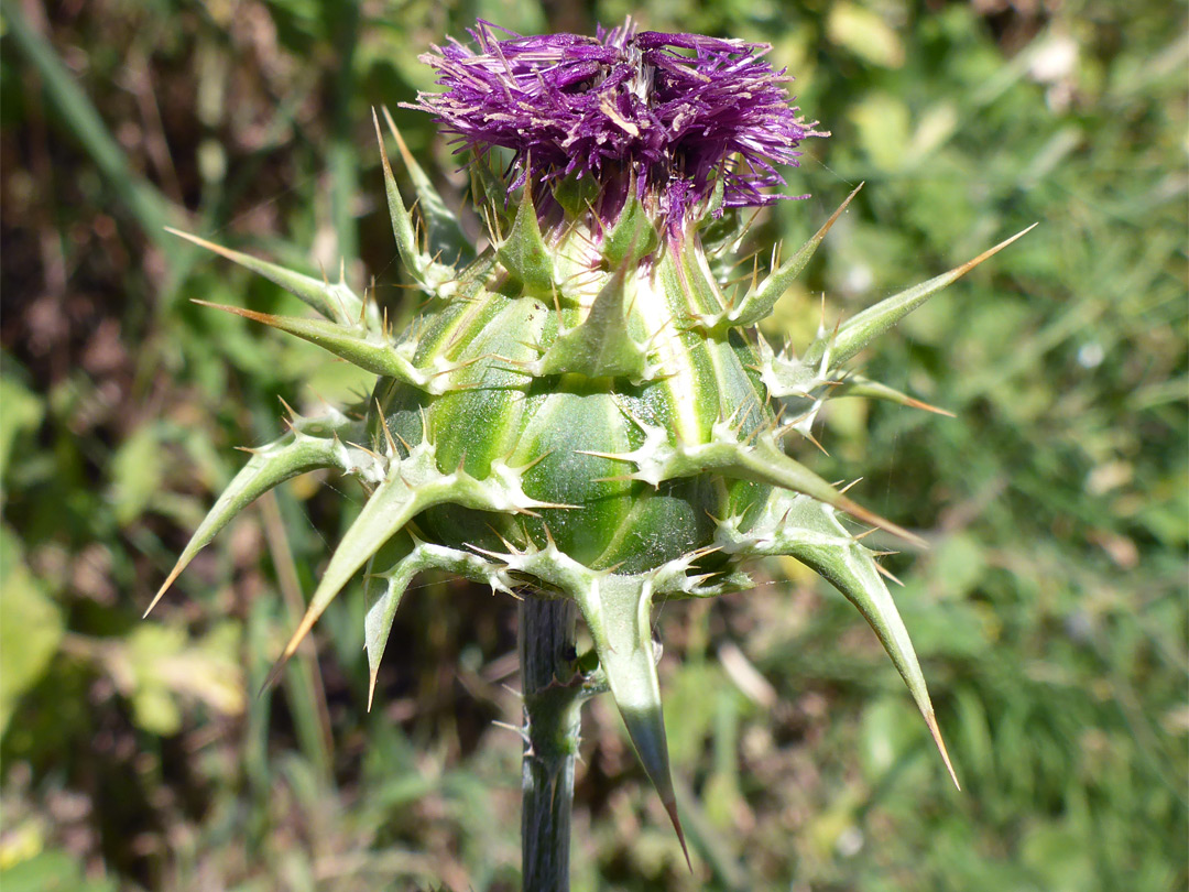 Milk thistle