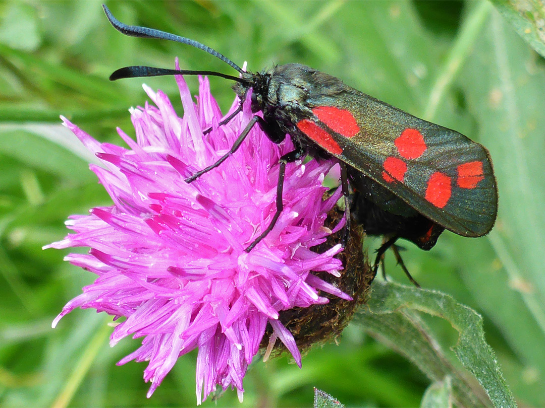 Six spot burnet moth