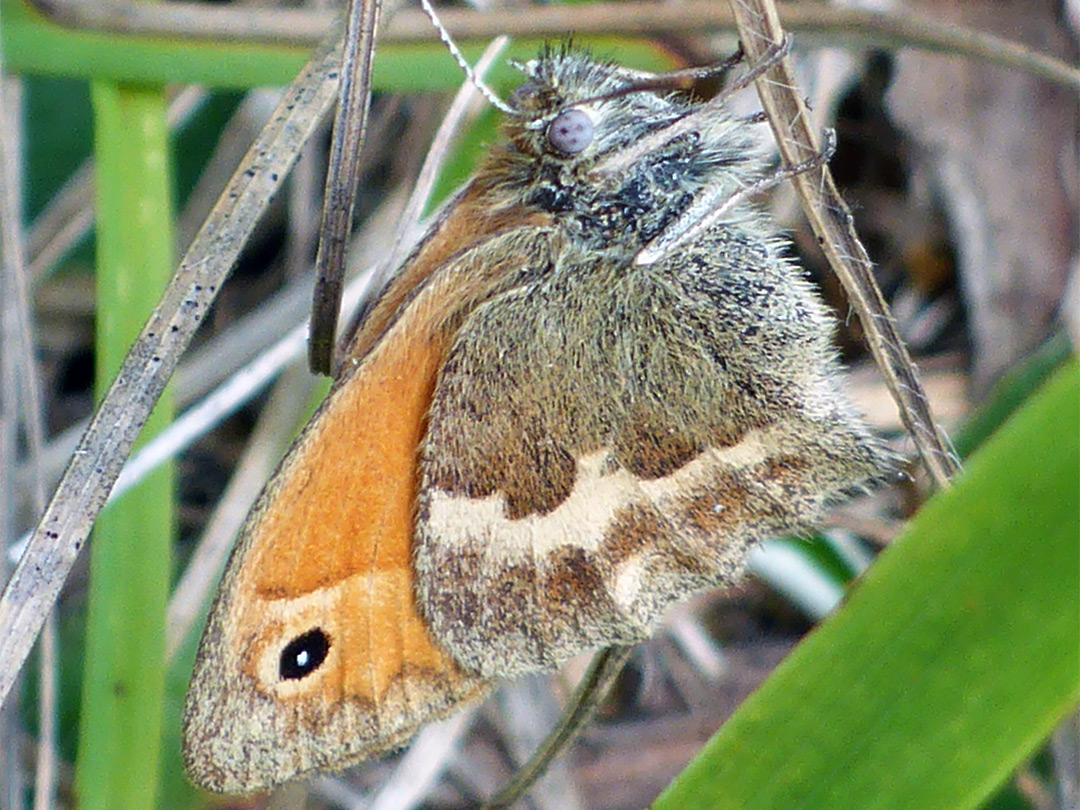 Small heath butterfly