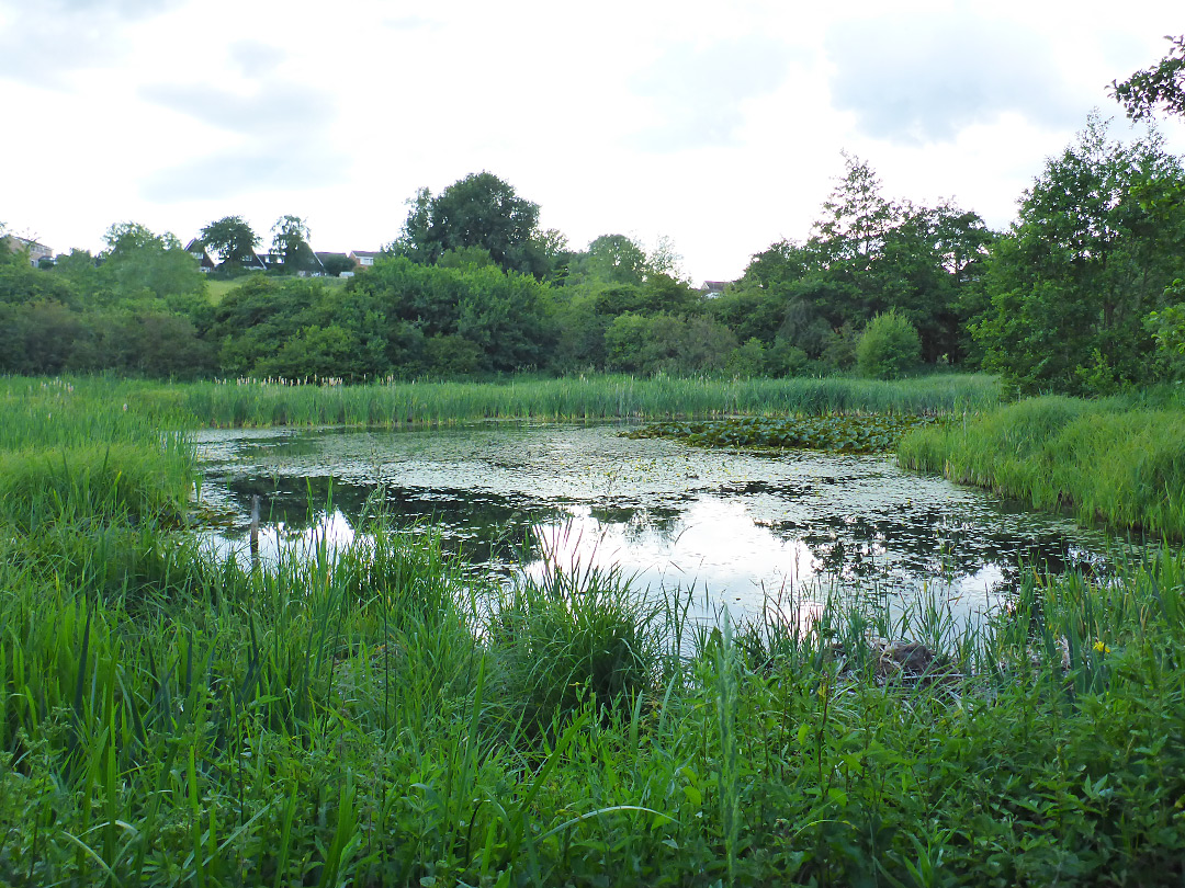 Marshy pool