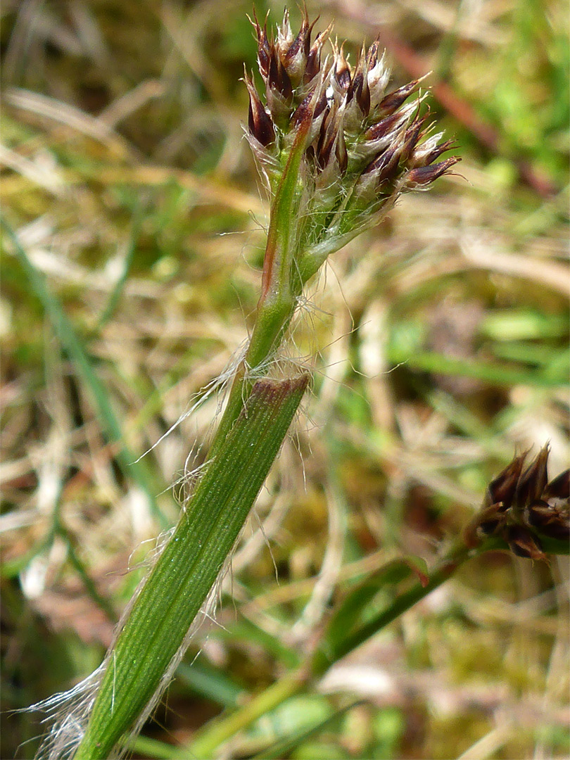 Field woodrush