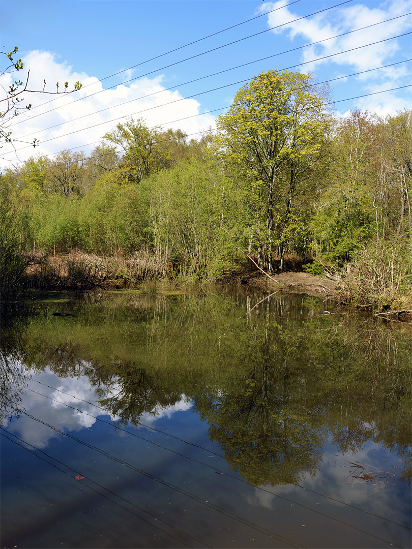 Reflections on a pond