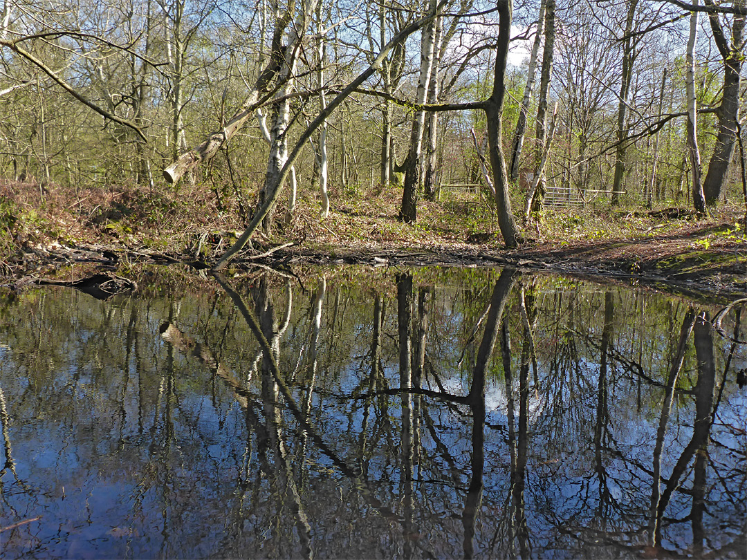 Trees by a pond