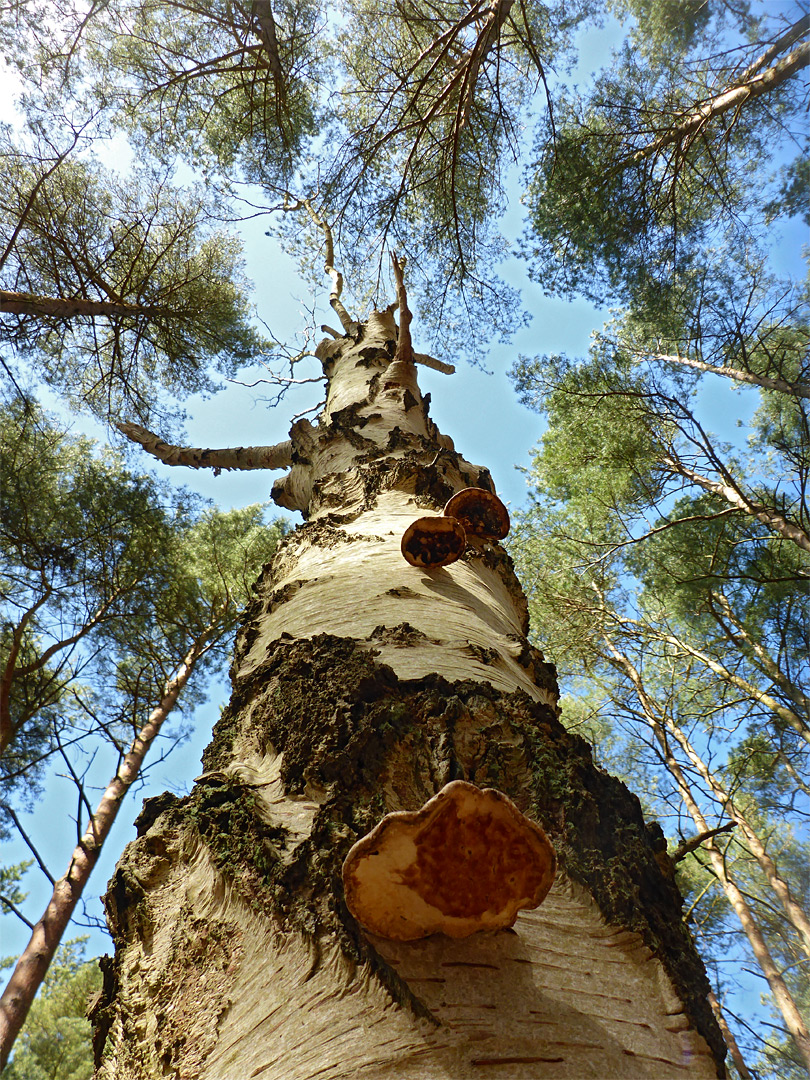 Silver birch