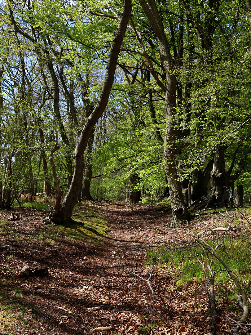 Woodland path