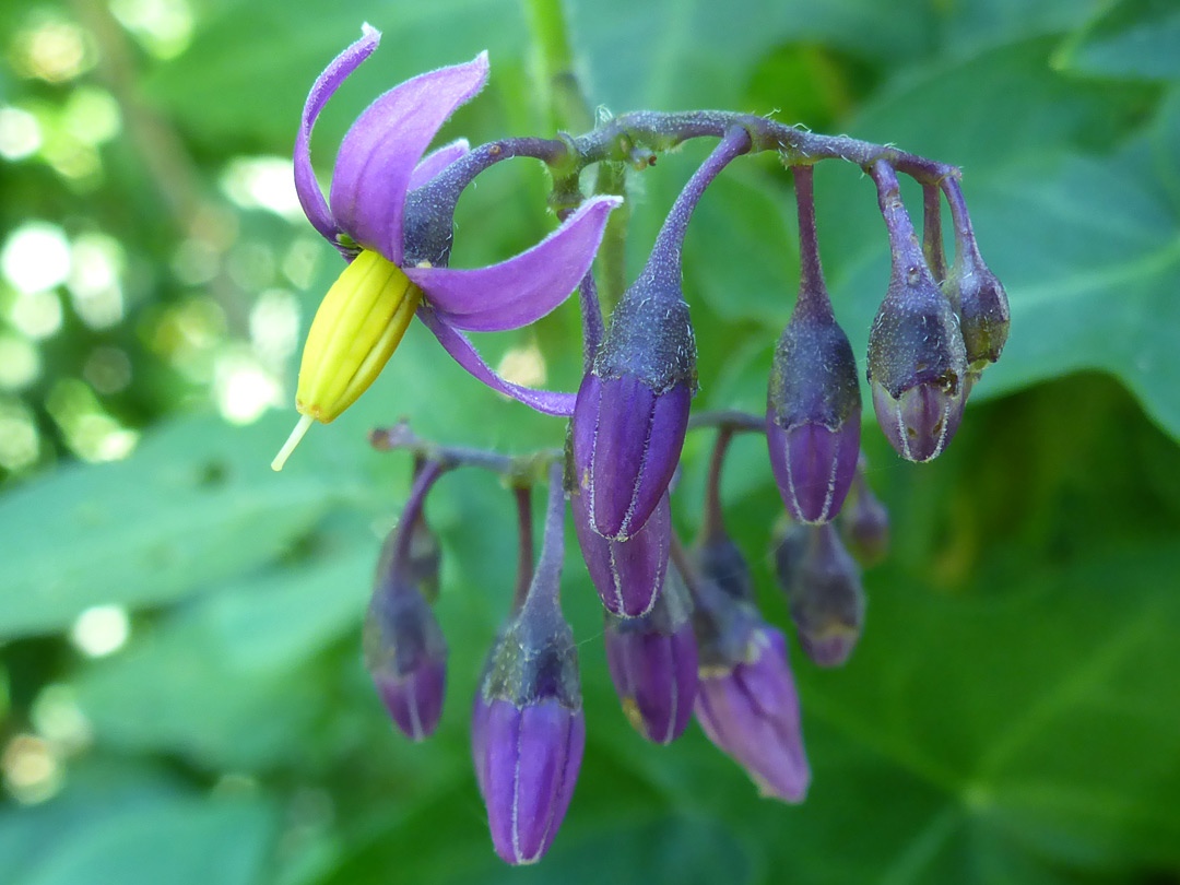 Flower and buds