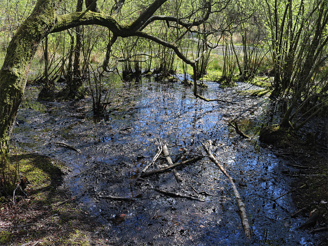 Wet woodland