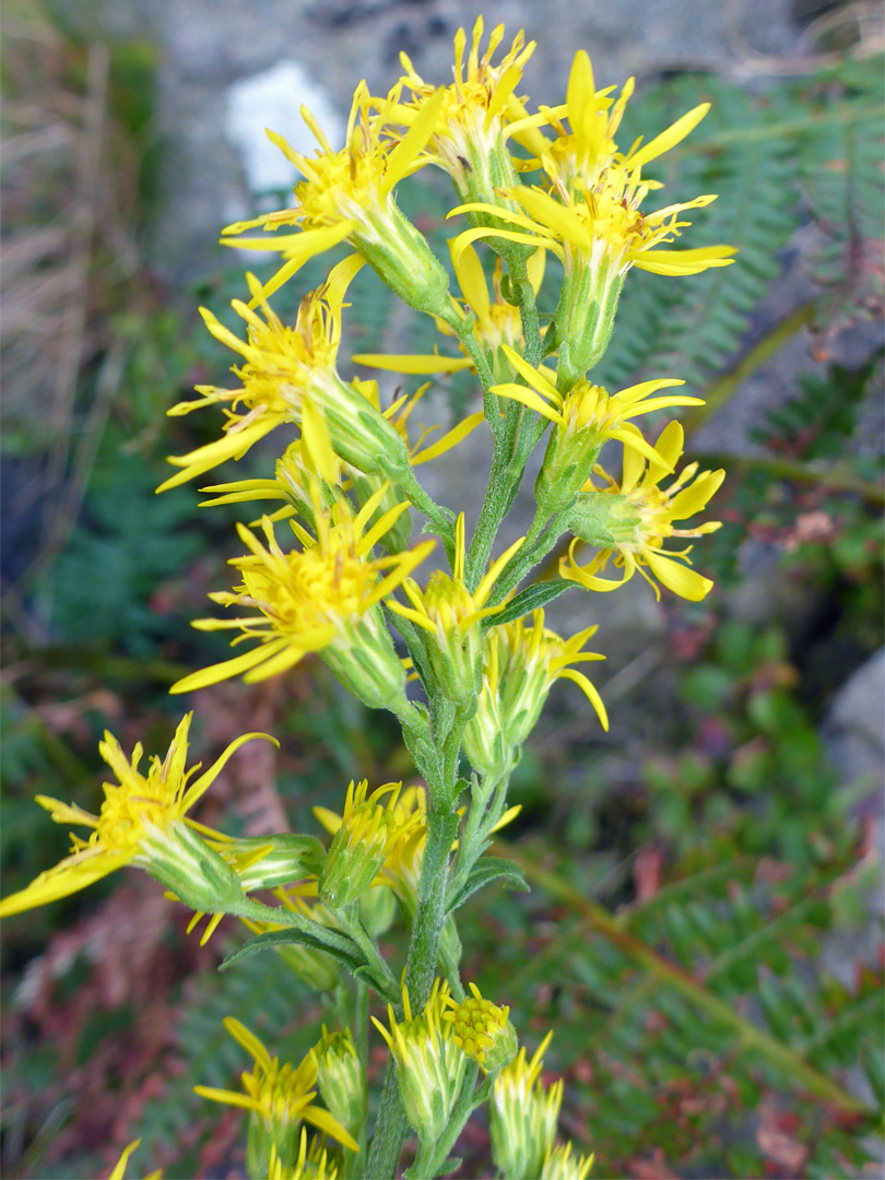 Yellow flowerheads