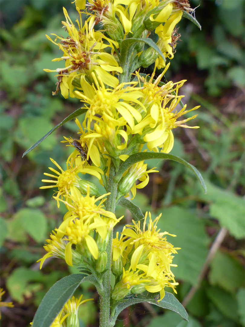 European goldenrod