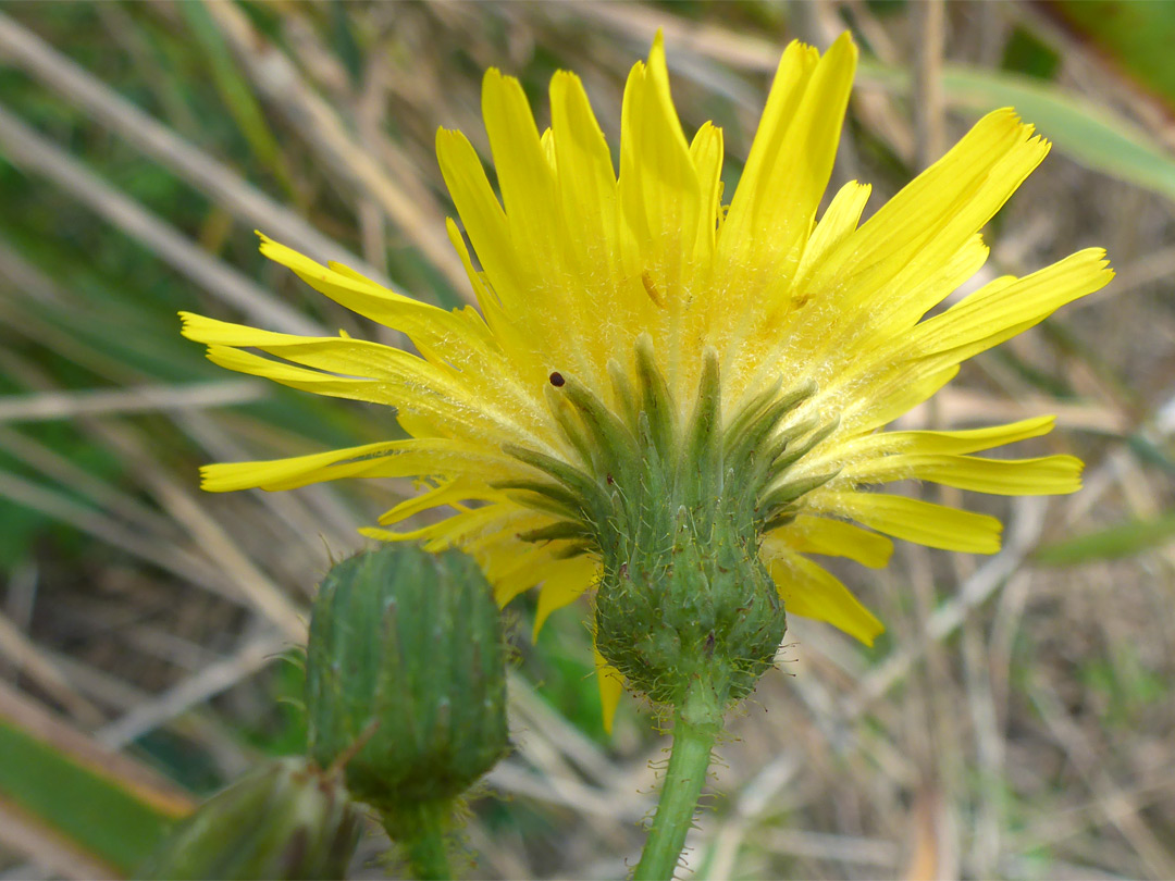 Perannial cow-thistle