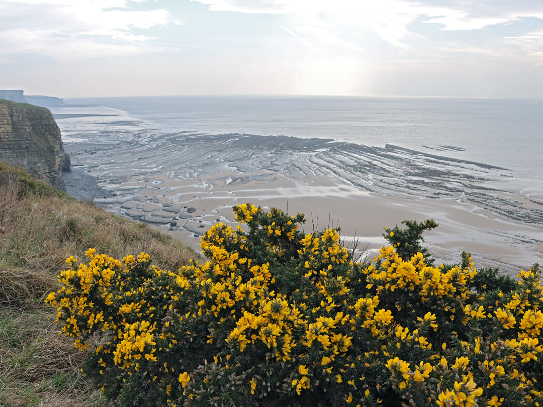 Gorse bush