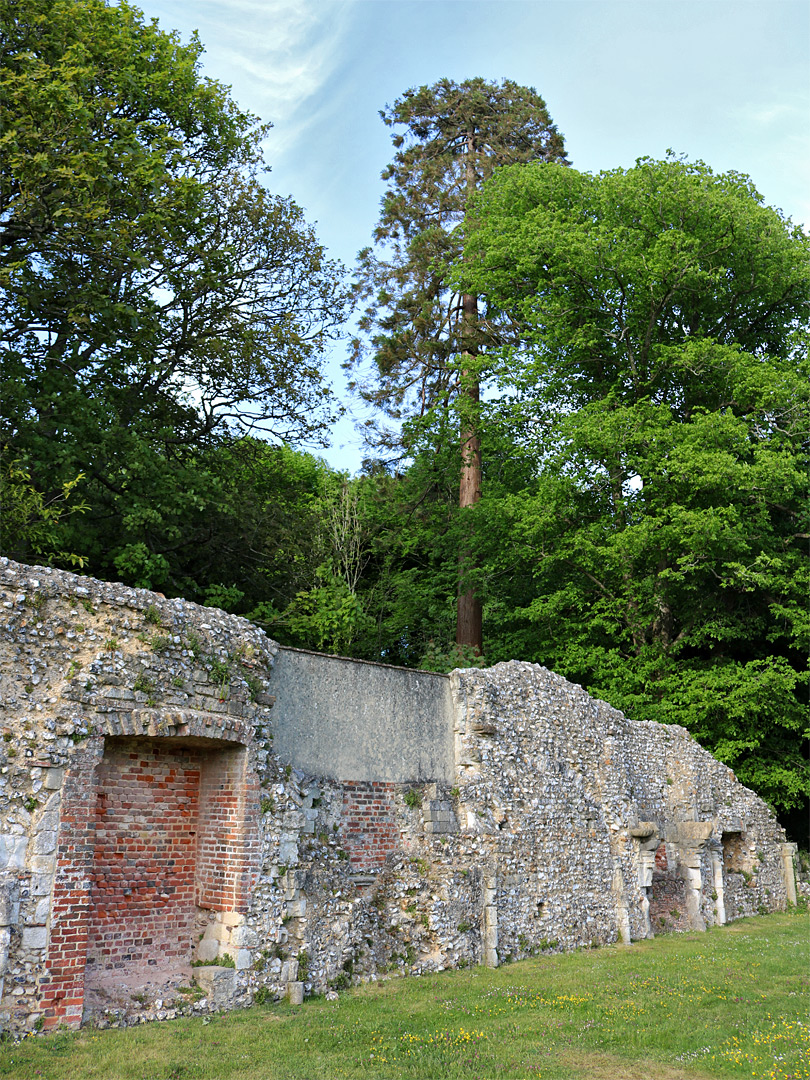 Trees above the ruin