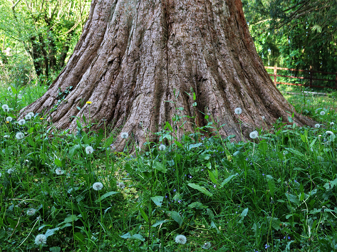 Dandelions below a redwood