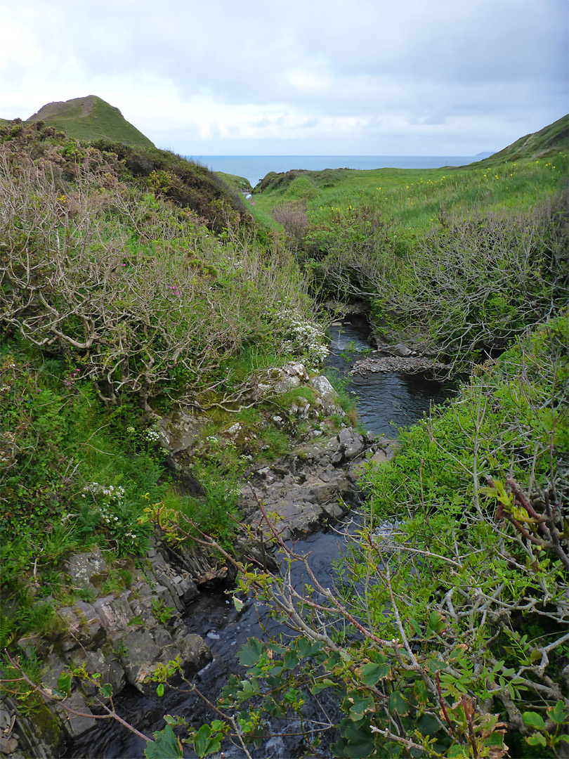 Bushes by a stream