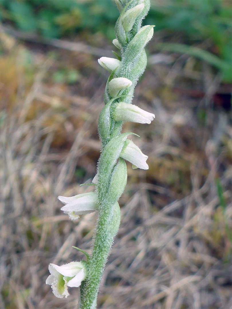 Spirally-arranged flowers