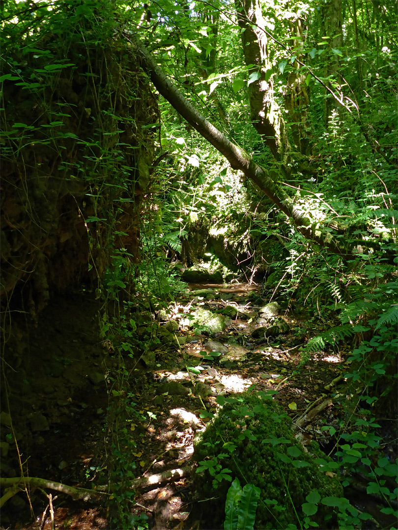 Shady stream