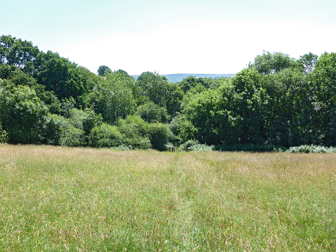 Path across a field