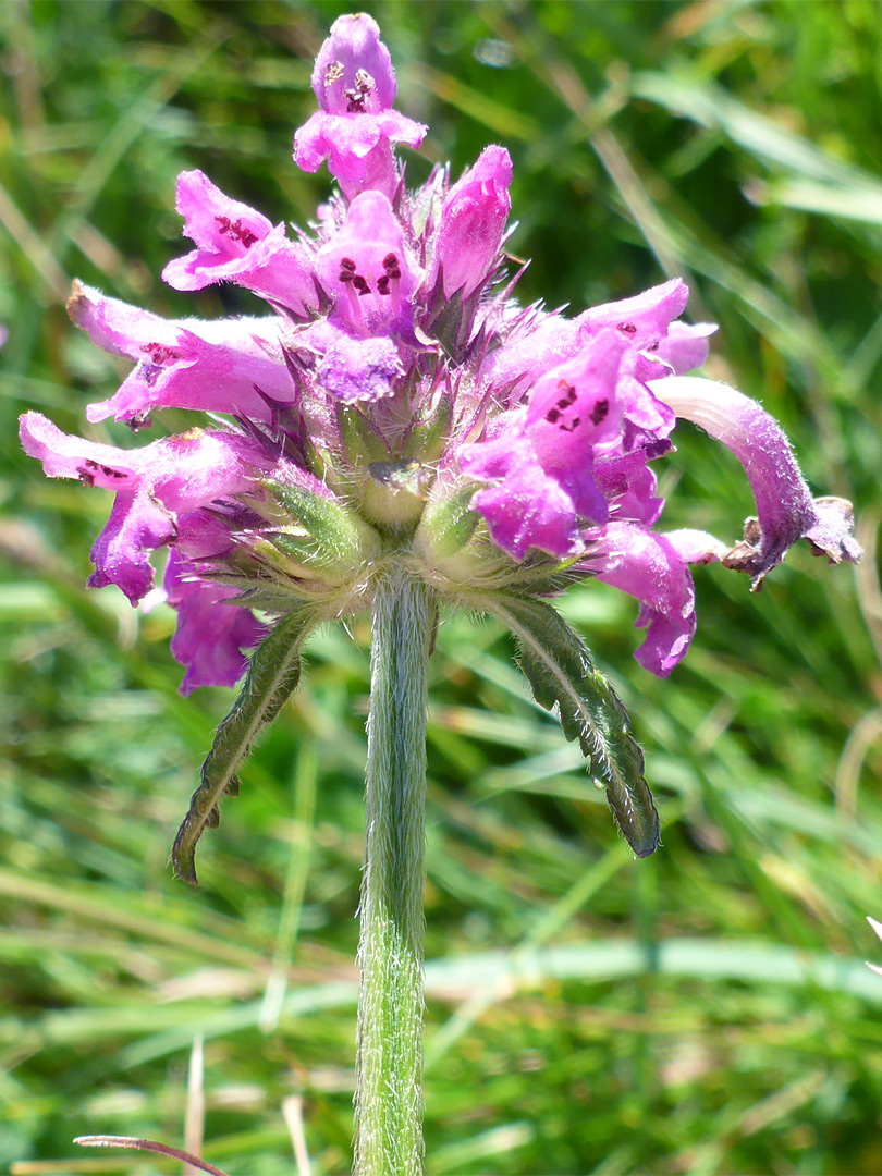 Hairy stem and upper leaves