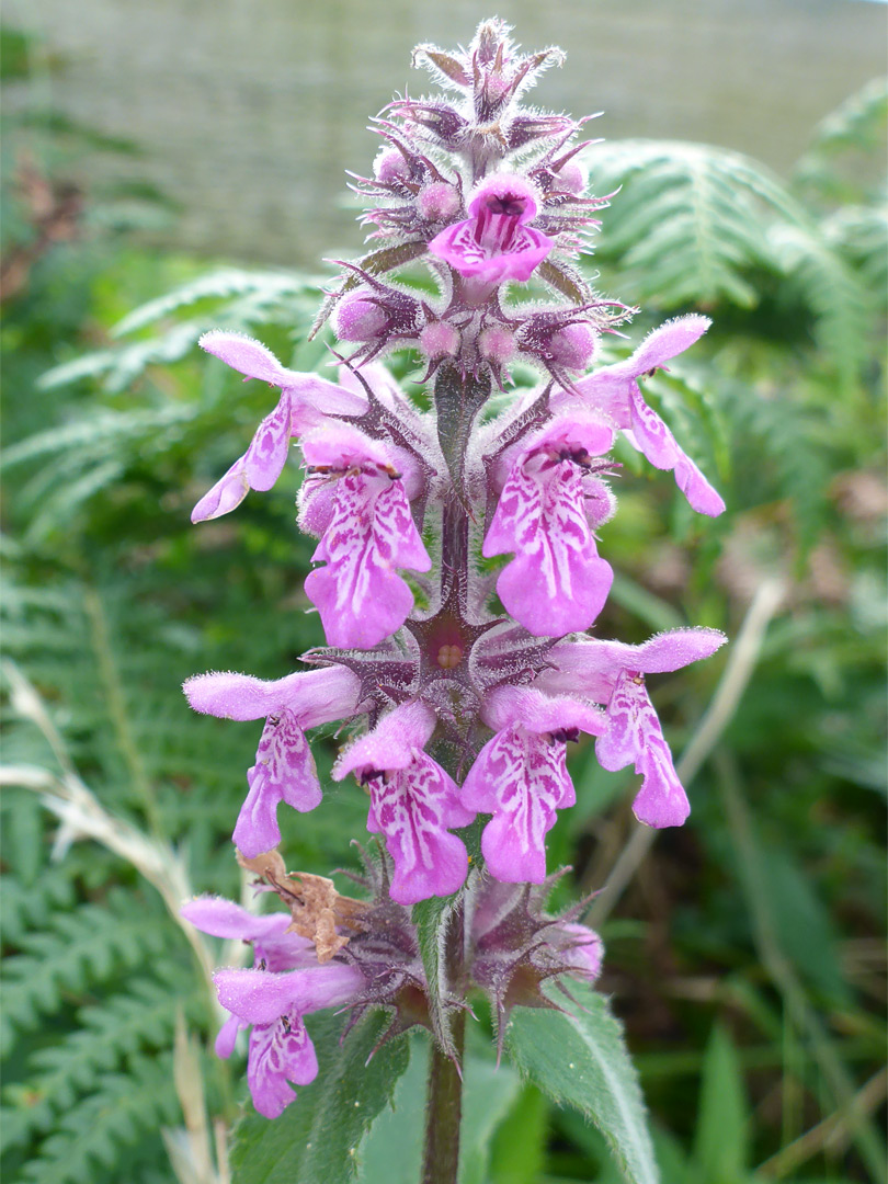 Whorled flowers