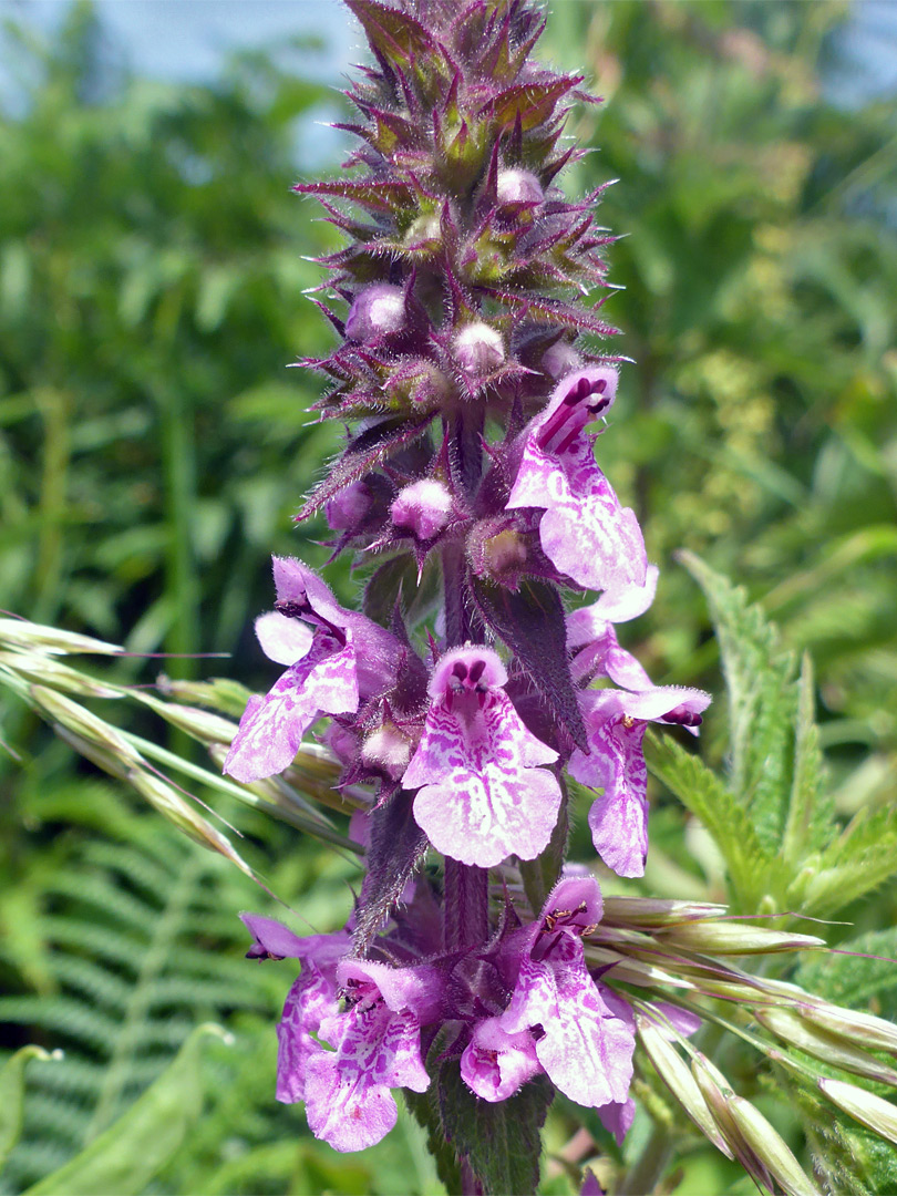 Marsh woundwort