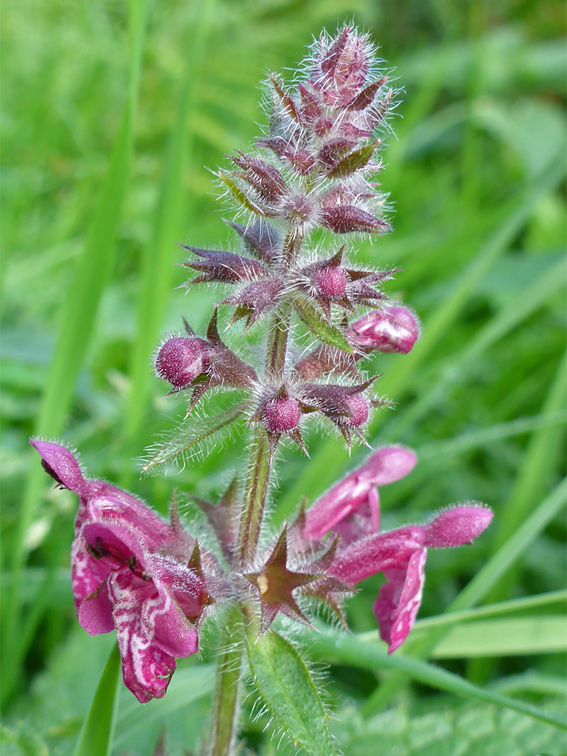 Hairy stem and calyces